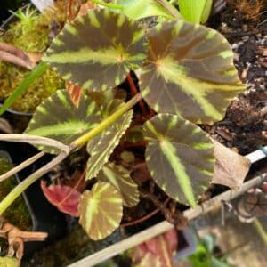 Begonia luzonensis