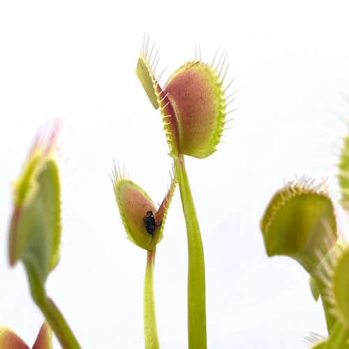 KfkF8sAgrkyLx0lFVaF3-1.jpg KfkF8sAgrkyLx0lFVaF3-1.jpg