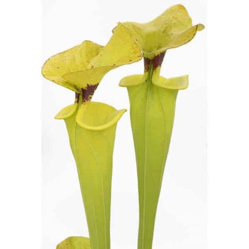 KjxjKY0riZ7XloZ8Pnvv.jpg KjxjKY0riZ7XloZ8Pnvv.jpg