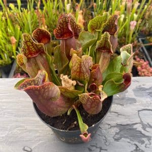 Sarracenia purpurea ssp. purpurea, 10-12 cm