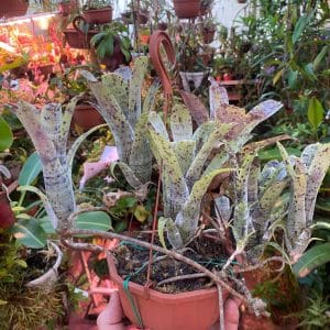 Neoregelia pauciflora