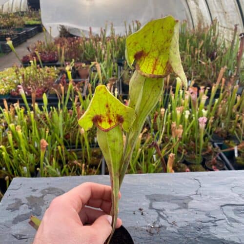 KorroclQgphhHIDiJvD5.jpg KorroclQgphhHIDiJvD5.jpg