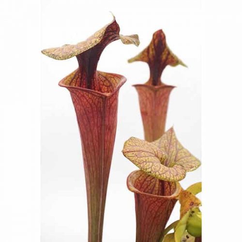 KtwRy1BN4TxCLj5hwvLT.jpg KtwRy1BN4TxCLj5hwvLT.jpg