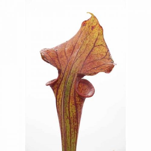 Kv4InzhF5QYfJ7FftFCA.jpg Kv4InzhF5QYfJ7FftFCA.jpg