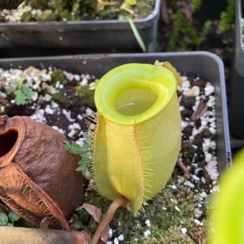 KvHgLlFrPIUoaFpkafmg.jpg KvHgLlFrPIUoaFpkafmg.jpg