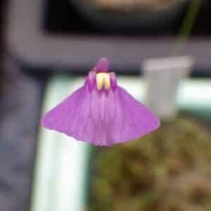 Utricularia dichotoma, Blue Flower