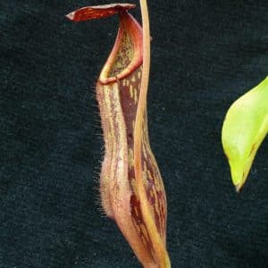 Nepenthes boshiana, Dark red , 10-12 cm