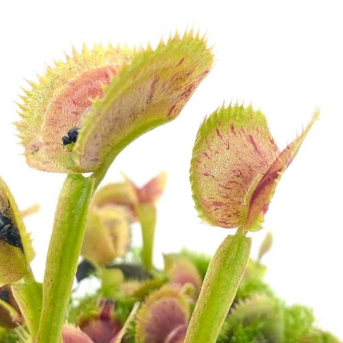 L1DkmaOBAf9Jpds6joEf.jpg L1DkmaOBAf9Jpds6joEf.jpg