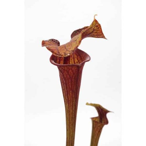 L6mgvJAWy3GQXg4bkJR2.jpg L6mgvJAWy3GQXg4bkJR2.jpg