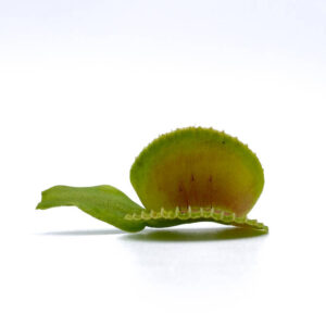 Dionaea muscipula "Coquillage"