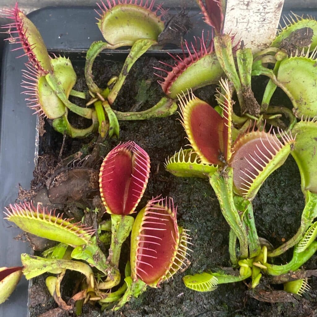 carnivorsandmore – Deine Quelle für seltene Pflanzen Dionaea muscipula ''Schuppenstiel 1''