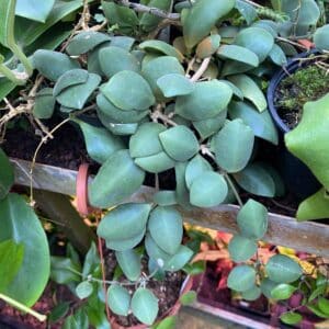 Hoya incurvula