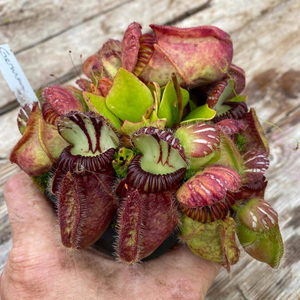 商品一覧 Cephalotus follicularis ”German Giant” CC・セファロタス