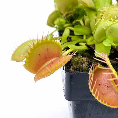 LNHFncMd0mMojZEHNa2Q.jpg LNHFncMd0mMojZEHNa2Q.jpg