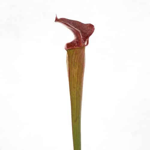 LQrIhOu3pJynqVOWY9hC.jpg LQrIhOu3pJynqVOWY9hC.jpg