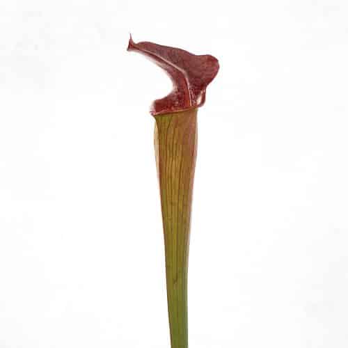 LQrIhOu3pJynqVOWY9hC.jpg LQrIhOu3pJynqVOWY9hC.jpg