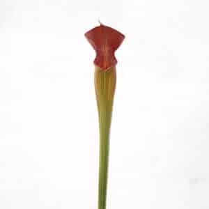 Sarracenia alata "Black Tube", DeSoto, Miss., 40cm, Pw A 03