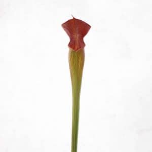 Sarracenia alata "Black Tube", DeSoto, Miss., 40cm, Pw A 03