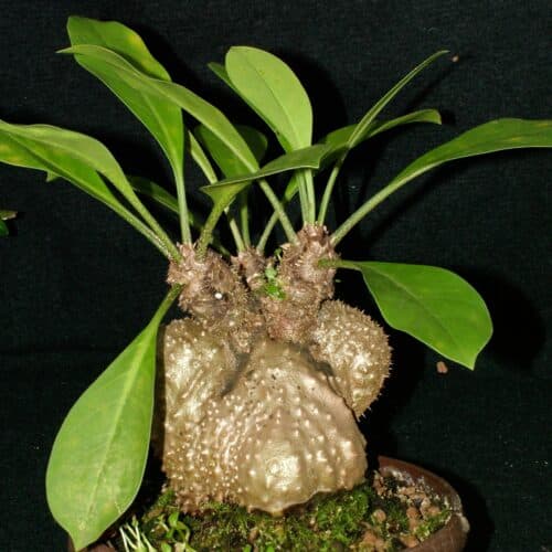 LfWiNbNbyzhdL833CHxF.jpg LfWiNbNbyzhdL833CHxF.jpg