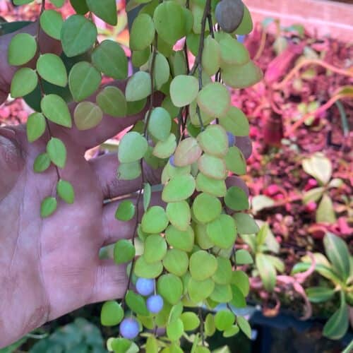 LgCmc2U1esZiZ9OUpWee.jpg LgCmc2U1esZiZ9OUpWee.jpg