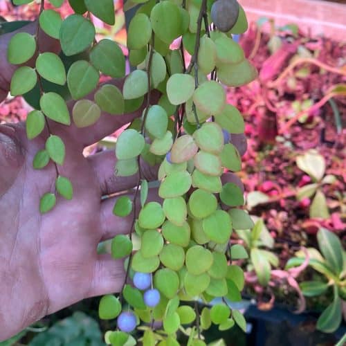 LgCmc2U1esZiZ9OUpWee.jpg LgCmc2U1esZiZ9OUpWee.jpg