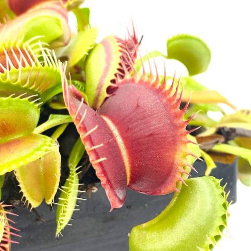 LlBy7b43Hyt56TpAeNjy.jpg LlBy7b43Hyt56TpAeNjy.jpg