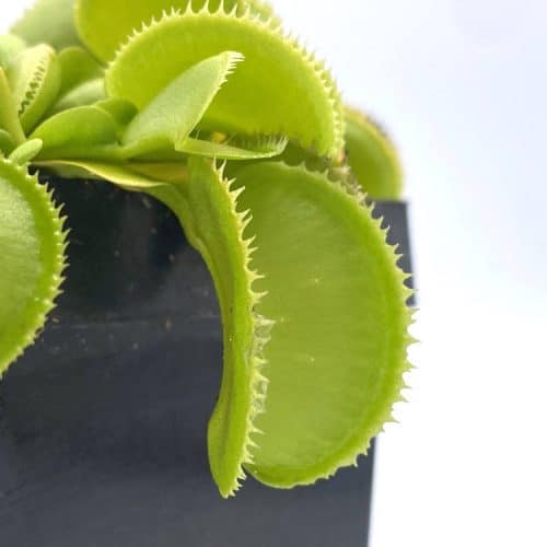 LmIwaZa8FHFw8UFFIt8e-1.jpeg LmIwaZa8FHFw8UFFIt8e-1.jpeg