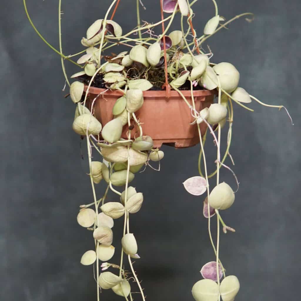 carnivorsandmore – Deine Quelle für seltene Pflanzen Dischidia spec. Snaily