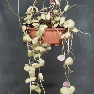 Dischidia spec. Snaily