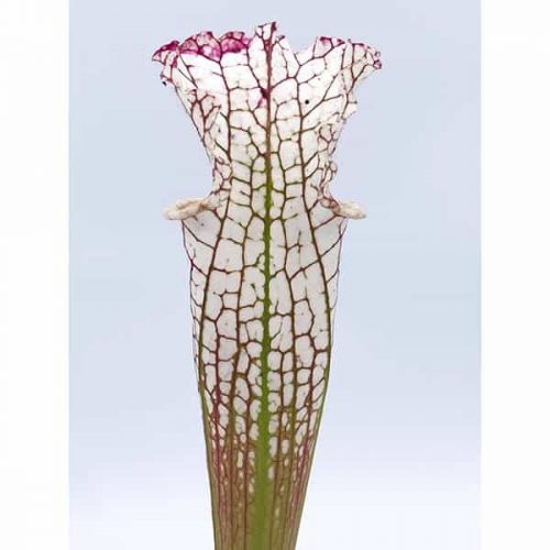 Lu1wGfVRFrY9qMTS0XGG.jpg Lu1wGfVRFrY9qMTS0XGG.jpg