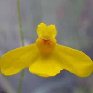 Utricularia aureomaculata Murosipan