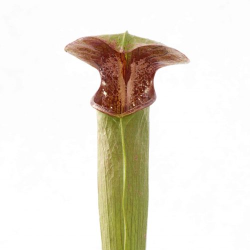 LyuOj3Mue8pQpDvrGUdU.jpg LyuOj3Mue8pQpDvrGUdU.jpg