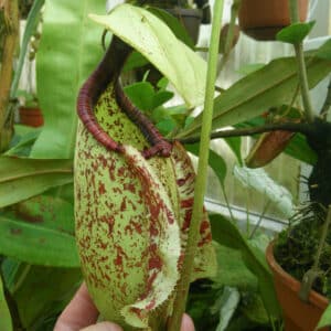 Nepenthes rafflesiana, typical form, 8-10 cm