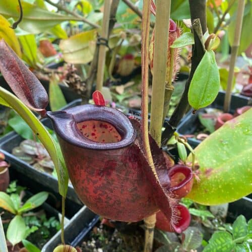 M8Gaz5Yz6j9dMGMNCXbG.jpg M8Gaz5Yz6j9dMGMNCXbG.jpg