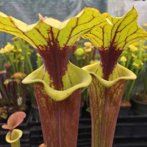 Sarracenia flava var. rubricorpora (F3), Apalachicola FL