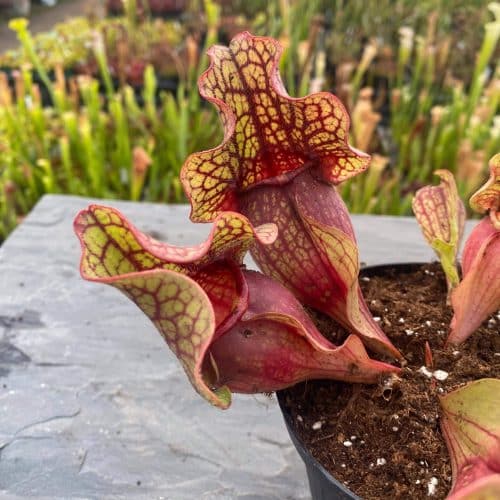 MSCSspgAUZ0KZKo4ezNX.jpg MSCSspgAUZ0KZKo4ezNX.jpg