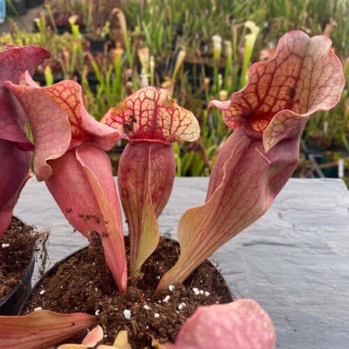 MhaPuikBmtXBe3NpTNVM.jpg MhaPuikBmtXBe3NpTNVM.jpg