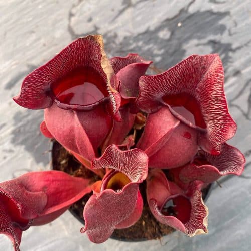 Mhy3FaYMZTWH4dwaHH6X.jpg Mhy3FaYMZTWH4dwaHH6X.jpg