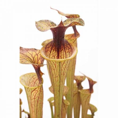 Mly0bvIknloDRuuP2DhV.jpg Mly0bvIknloDRuuP2DhV.jpg