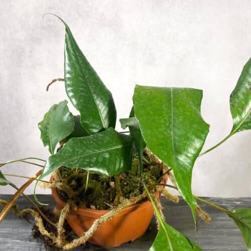 MvrIPtySNIZlBzZJdizF.jpg MvrIPtySNIZlBzZJdizF.jpg