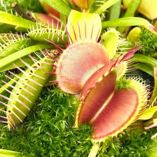 Mwgkb8UahnnBqoNUIoTg.jpg Mwgkb8UahnnBqoNUIoTg.jpg