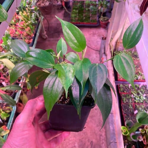 MwxPborjJjRwO1rSE9Sz.jpg MwxPborjJjRwO1rSE9Sz.jpg