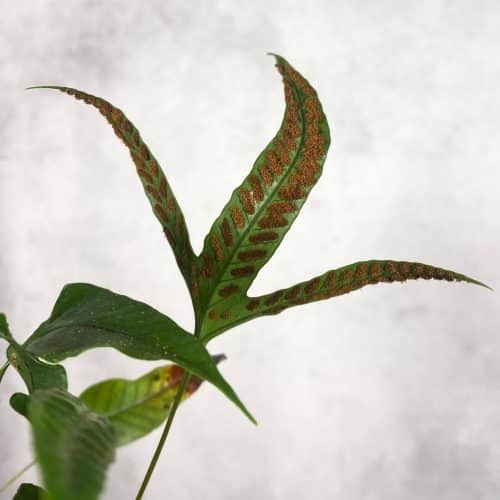 N16hwFdplXRNv5EiDfhK.jpg N16hwFdplXRNv5EiDfhK.jpg