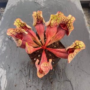 Sarracenia purpurea ssp. venosa Sheely Pond x Buddha Belly