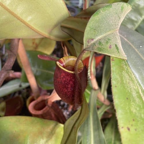 N3FaX9kYOQwUDzRiqr8I.jpg N3FaX9kYOQwUDzRiqr8I.jpg