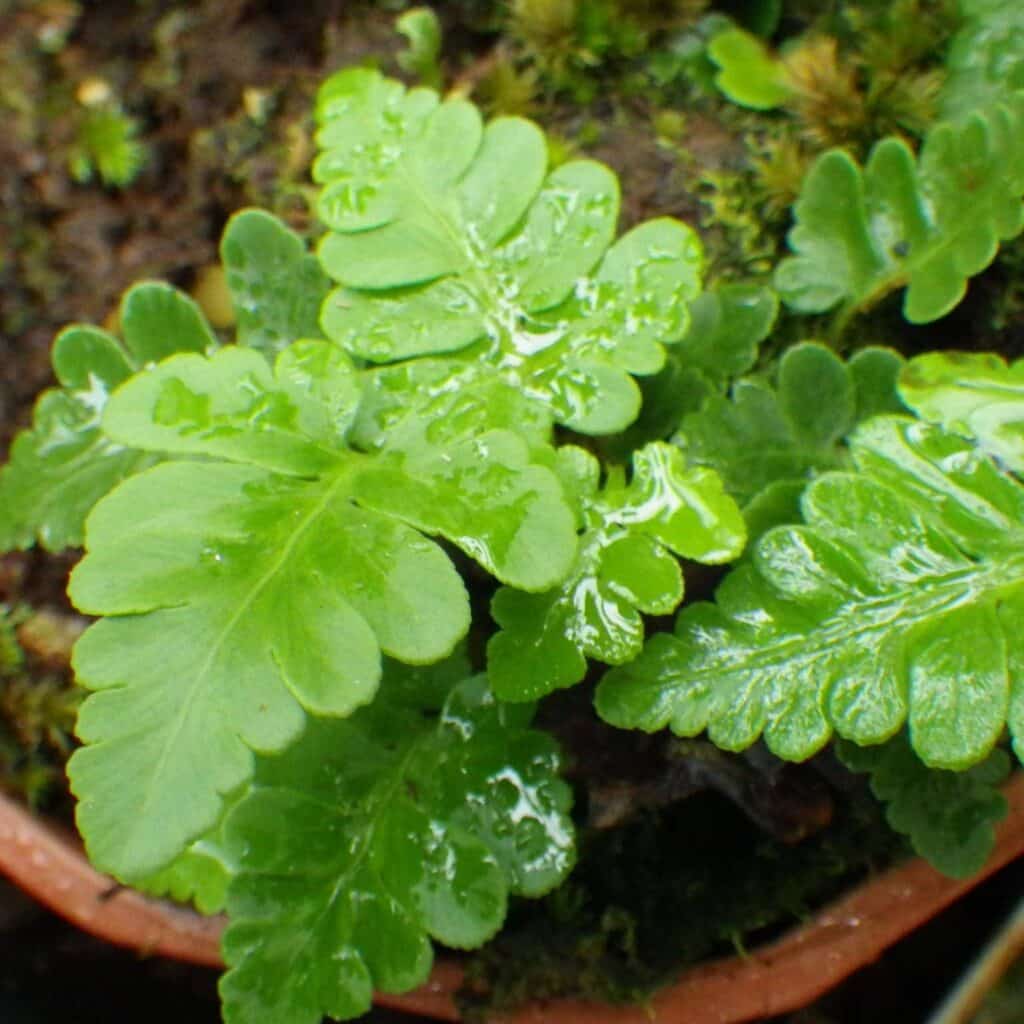 carnivorsandmore – Deine Quelle für seltene Pflanzen Davallia repens