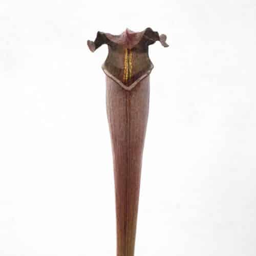 N7evb1XHR2NYynULt7AN.jpg N7evb1XHR2NYynULt7AN.jpg