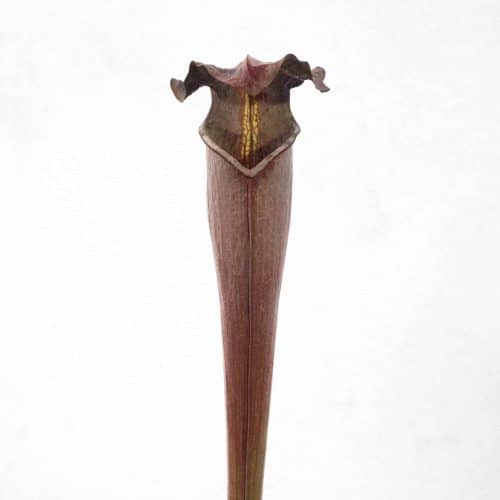 N7evb1XHR2NYynULt7AN.jpg N7evb1XHR2NYynULt7AN.jpg