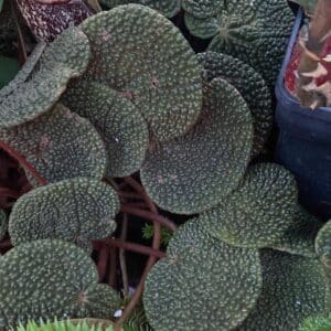 Begonia bullatifolia