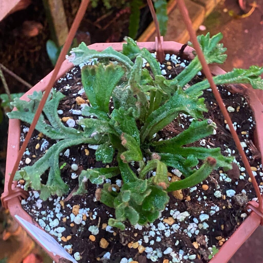 carnivorsandmore – Deine Quelle für seltene Pflanzen Pyrrosia linearifolia ''Urakoryu Jishi''